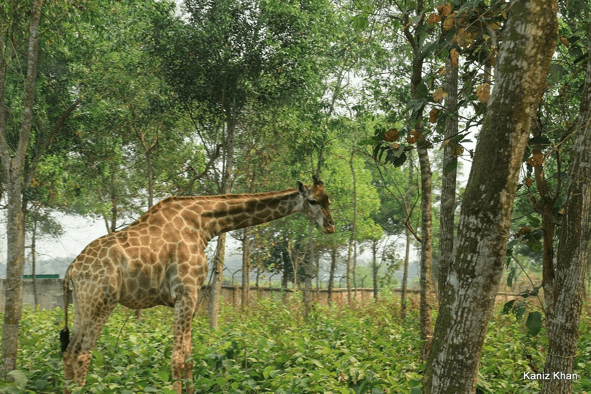 Picture taken at Safari Park, Bangladesh